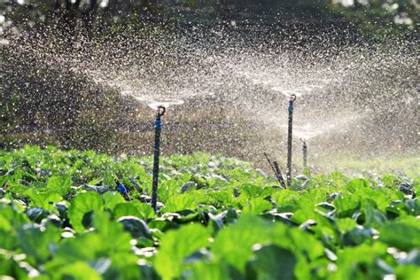 Choosing The Best Plants For Your Irrigation System