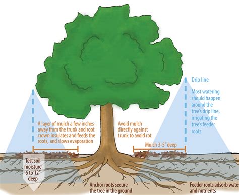 How Long Should You Run Irrigation System For Newly Planted Trees