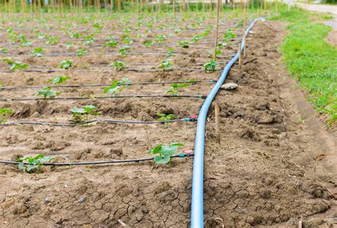 How To Lay A Drip Irrigation System For Vegetable Gardens