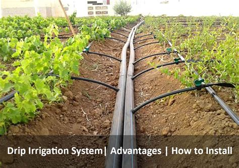 Understanding Irrigation Types: How To Lay The Right System